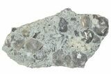 Fossil Brachiopod (Rafinesquina) and Bryozoan Plate - Indiana #285109-1